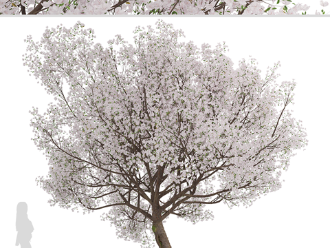  樱花树 景观树3d模型 