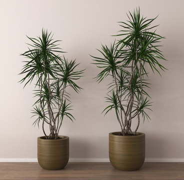  绿植 植物 盆栽 盆景3d模型 