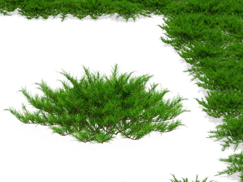  杜松 灌木3d模型 