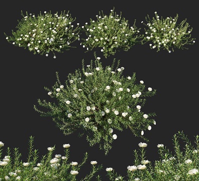  花草 植物丛3d模型 