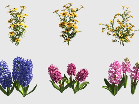  金色风暴金光菊风信子花草3d模型 
