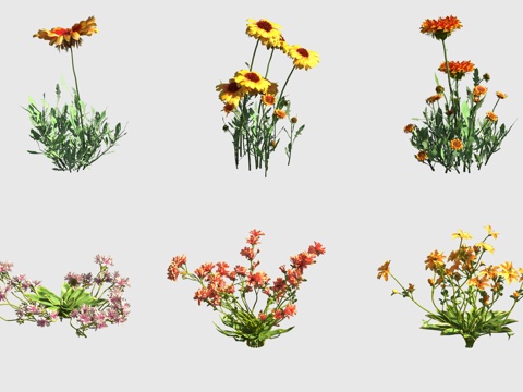  宿根天人菊繁瓣花 长瓣露薇花花草3d模型 