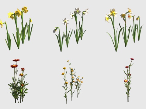  水仙花毛叶蜡菊 麦秆菊花草3d模型 