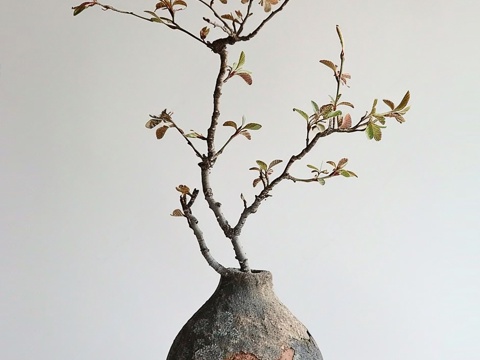  盆栽 侘寂绿植 做旧花瓶 现代花瓶 干支3d模型 