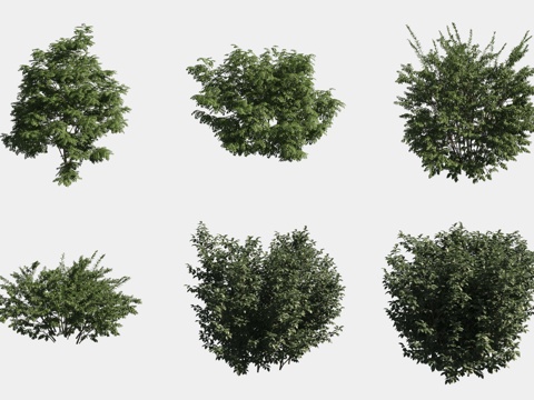  灌木球绿植组合3d模型 