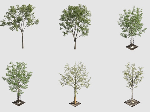  行道树景观树3d模型 
