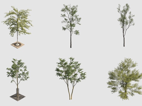  行道树景观树3d模型 