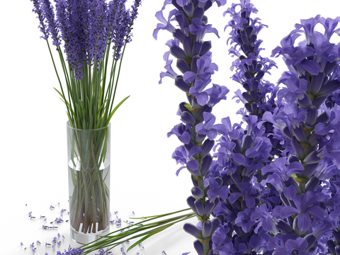  现代薰衣草花瓶花艺3d模型 