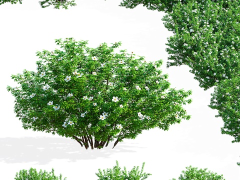  现代绿植花草3d模型 