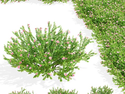  现代绿植花草3d模型 