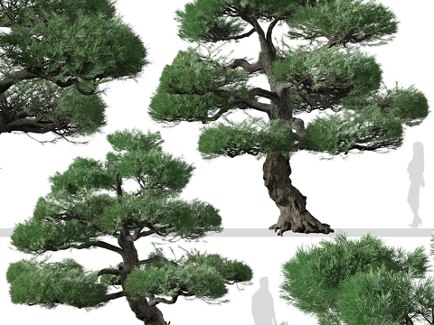  日本白松3d模型 