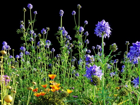  灌木 花草3d模型 
