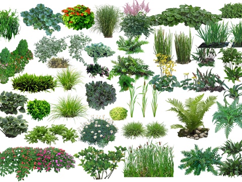  草花地被低矮灌木蕨类植物PSD免抠图 