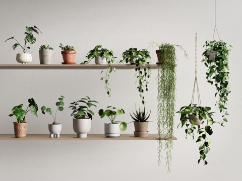  现代盆栽 植物盆栽 小盆栽 吊兰 多肉 绿萝3d模型 