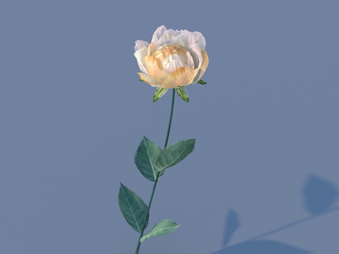  花 野花 绿植 花朵3d模型 