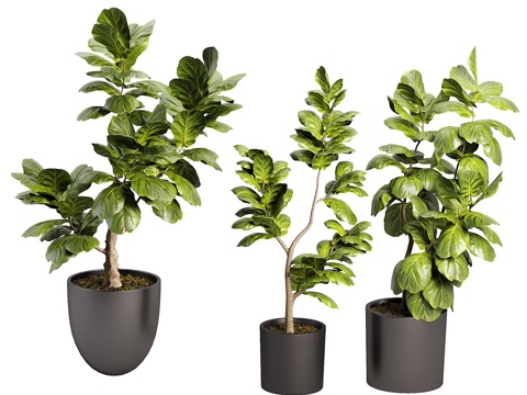  现代绿植盆栽3d模型 