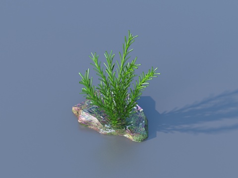  水草 水底植物 海藻 植物 草3d模型 