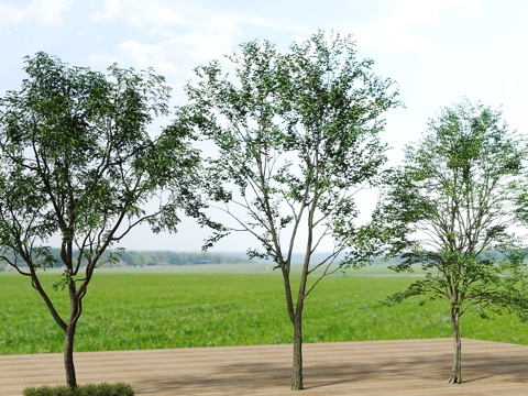  树景观树绿植树绿化树3d模型 