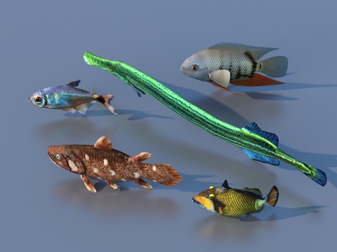  鱼 淡水鱼 海鱼 动物 游戏动物3d模型 