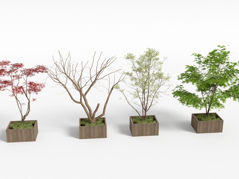  现代枫树树木景观树3d模型 