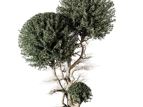  景观树3d模型 