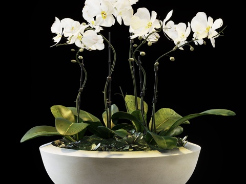  兰花 花盆3d模型 