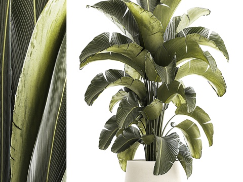  现代绿植盆栽3d模型 