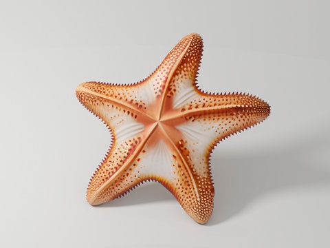  海星 海洋生物 标本样品 展览展示 科普教育 手办公仔 玩具3d模型 