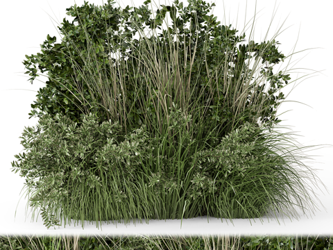  花草 灌木丛3d模型 
