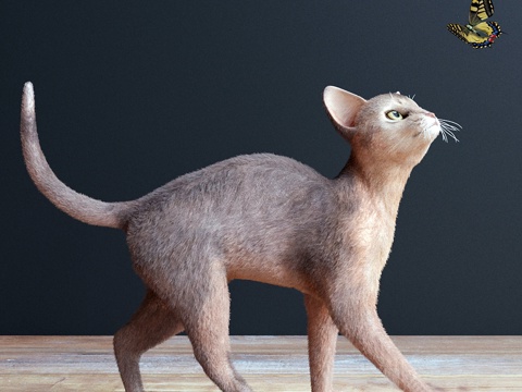  现代猫蝴蝶模型3d模型 