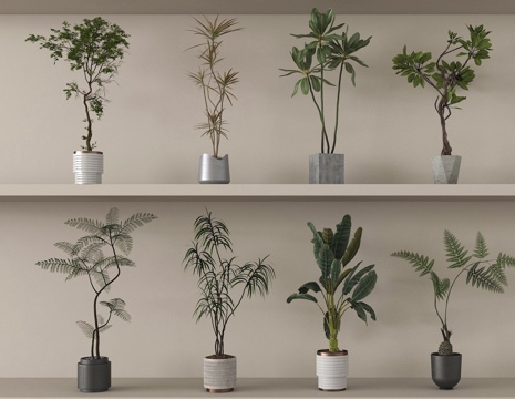  盆景 盆栽 植物 绿植3d模型 