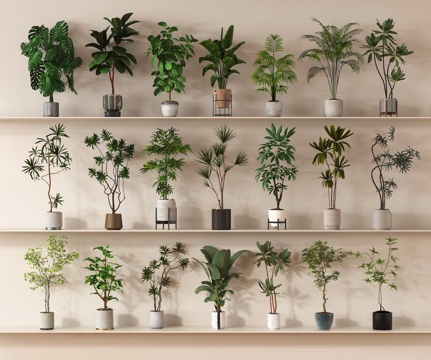  植物 绿植 盆景 盆栽3d模型 