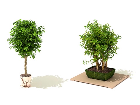  绿植盆栽3d模型 