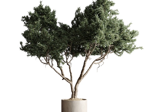  新中式侘寂绿植盆栽3d模型 