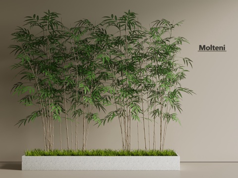  竹子 竹林 景观林3d模型 
