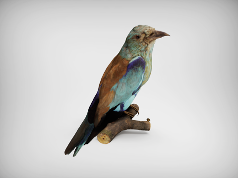  鸟 飞鸟  百灵鸟  翠鸟  蓝枕绿雀3d模型 