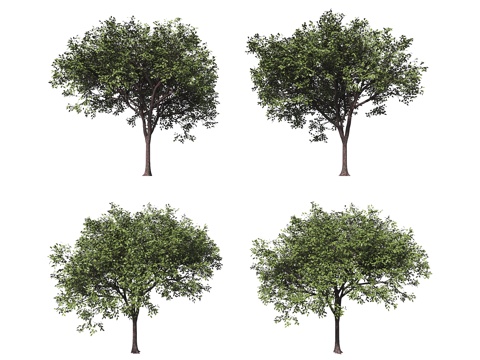  行道树 树林 香樟树 乔木 植物树木 鸟瞰树 配景树3d模型 