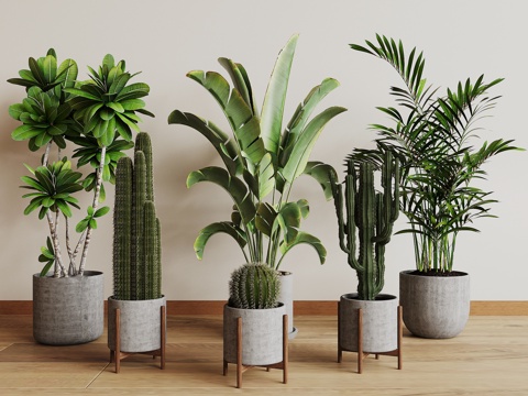  现代植物盆栽3d模型 