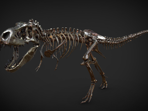  霸王龙骨架3d模型 