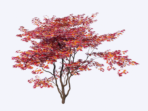  红枫植物 特植植物su模型 