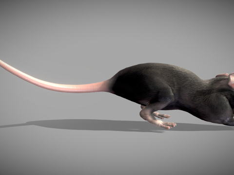  老鼠3d模型 