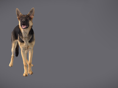  CD_德国牧羊犬幼犬扫描3d模型 