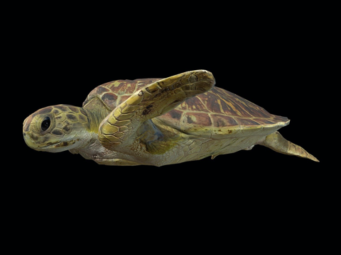  A模型-亚成年绿海龟3d模型 