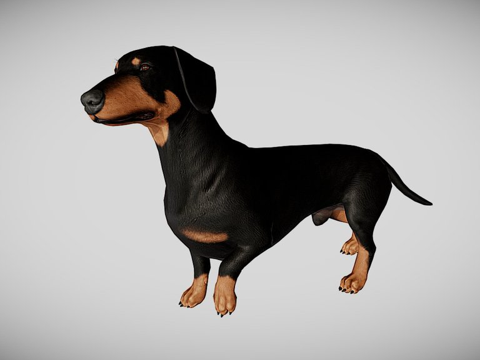  腊肠犬3d模型 
