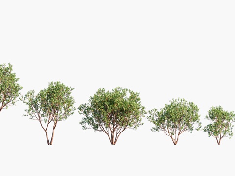  现代景观树 乔木3d模型 