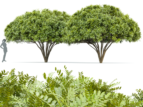  现代景观树 灌木3d模型 