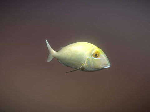  菖蒲菖蒲3d模型 