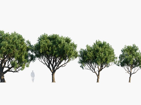  景观树 乔木3d模型 