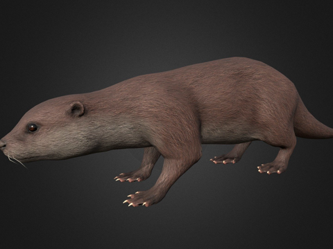  水獭3d模型 