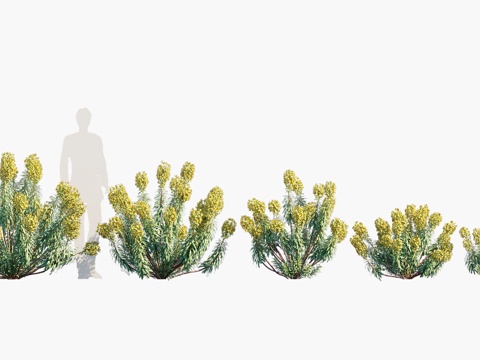  黄色花草灌木3d模型 